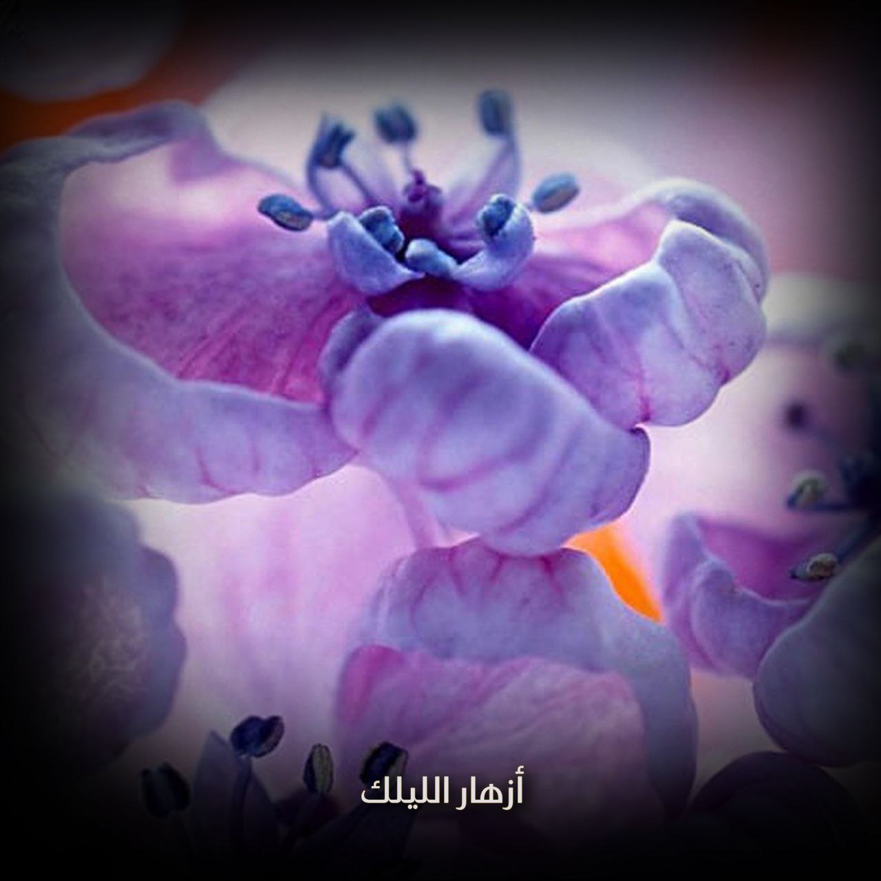 زهرة الليلك