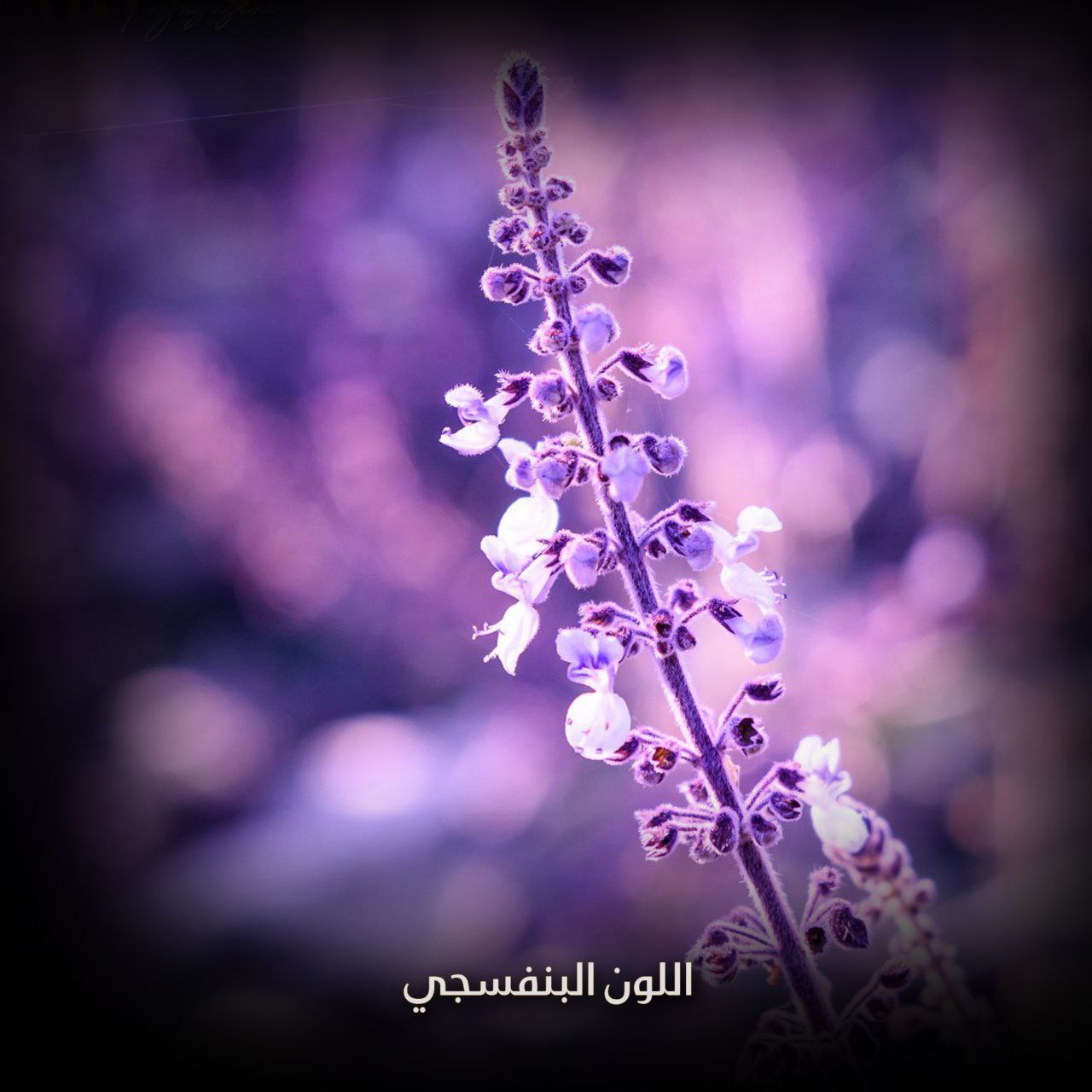 اللون البنفسجي