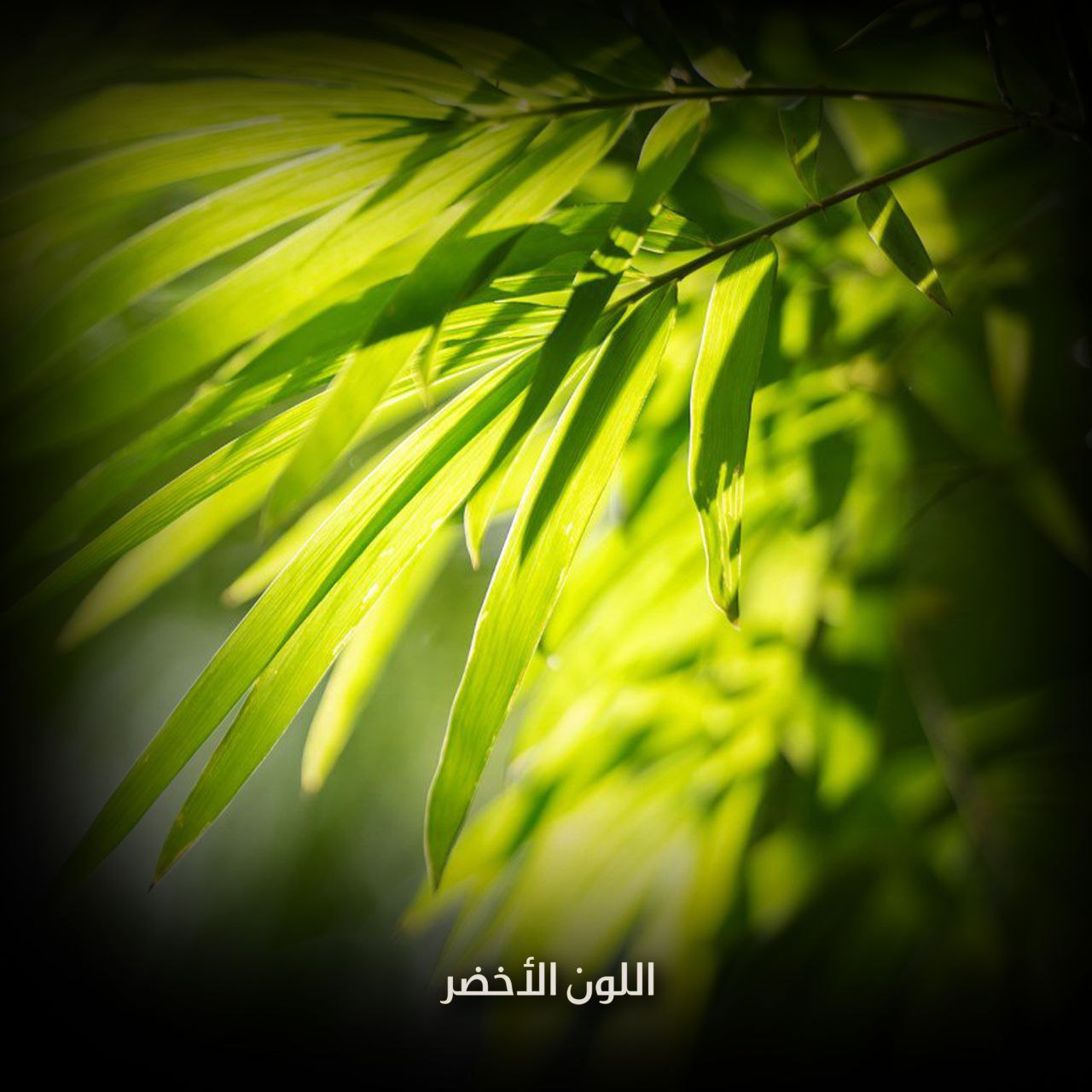 اللون الأخضر