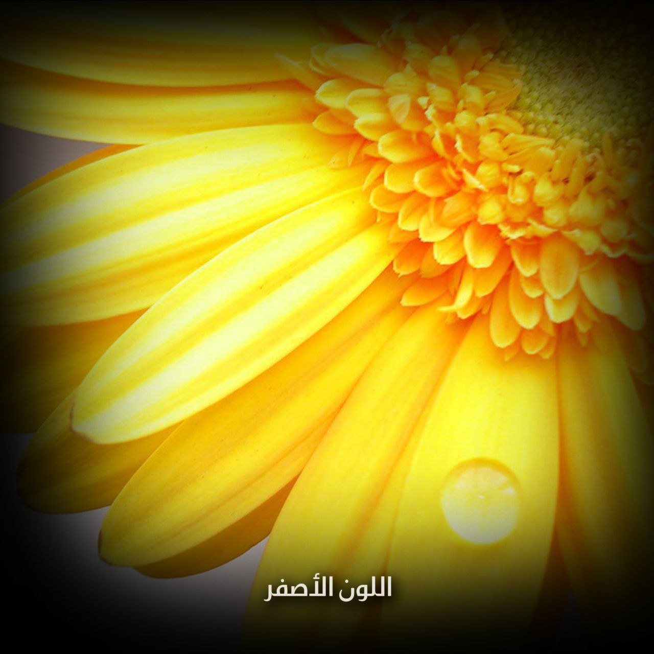 اللون الأصفر
