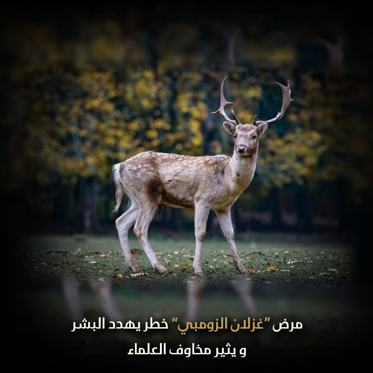 غزلان الزومبي