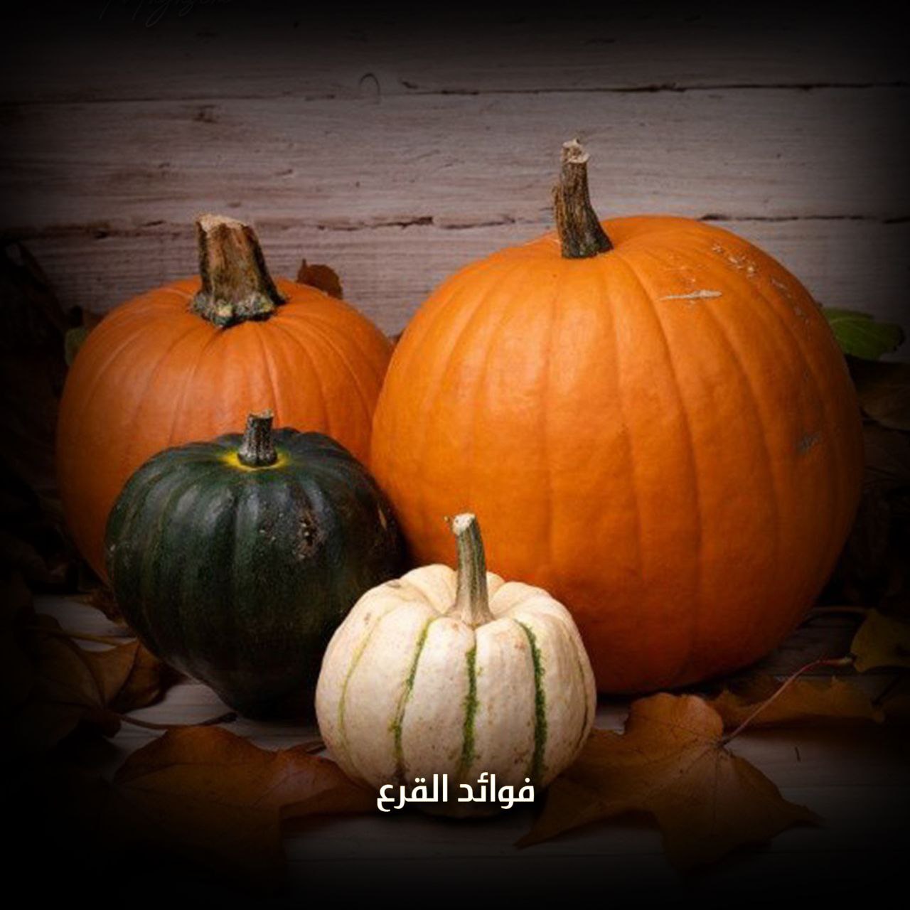 فوائد القرع