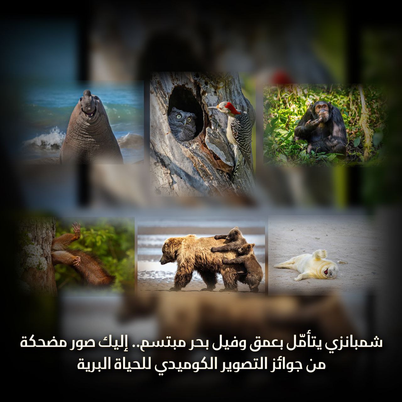 التصوير الكوميدي للحياة البرية