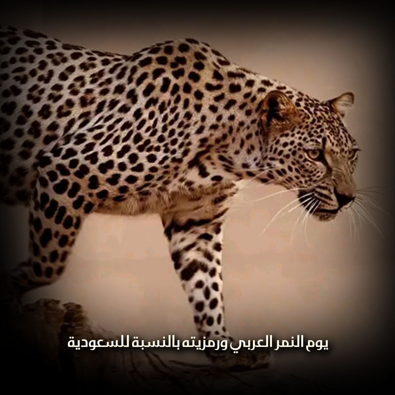يوم النمر العربي ورمزيته بالنسبة للسعودية